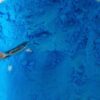 Copper Sulfate Pentahydrate 98% - Image 7
